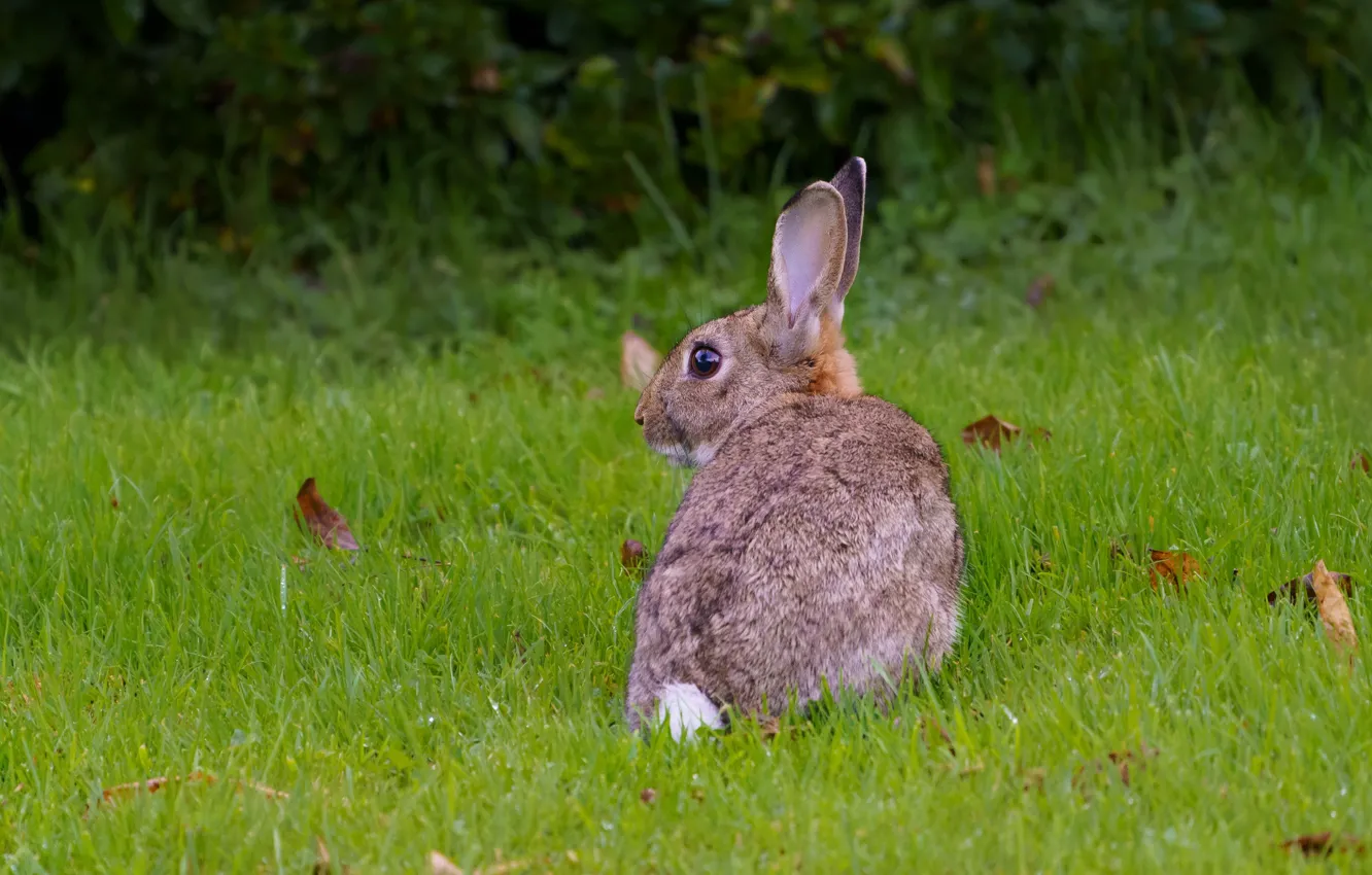 Photo wallpaper grass, glade, hare, rabbit