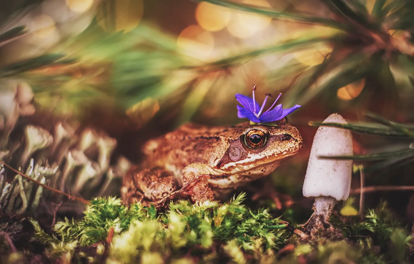 Photo wallpaper look, light, decoration, flowers, mushrooms, moss, frog, crown