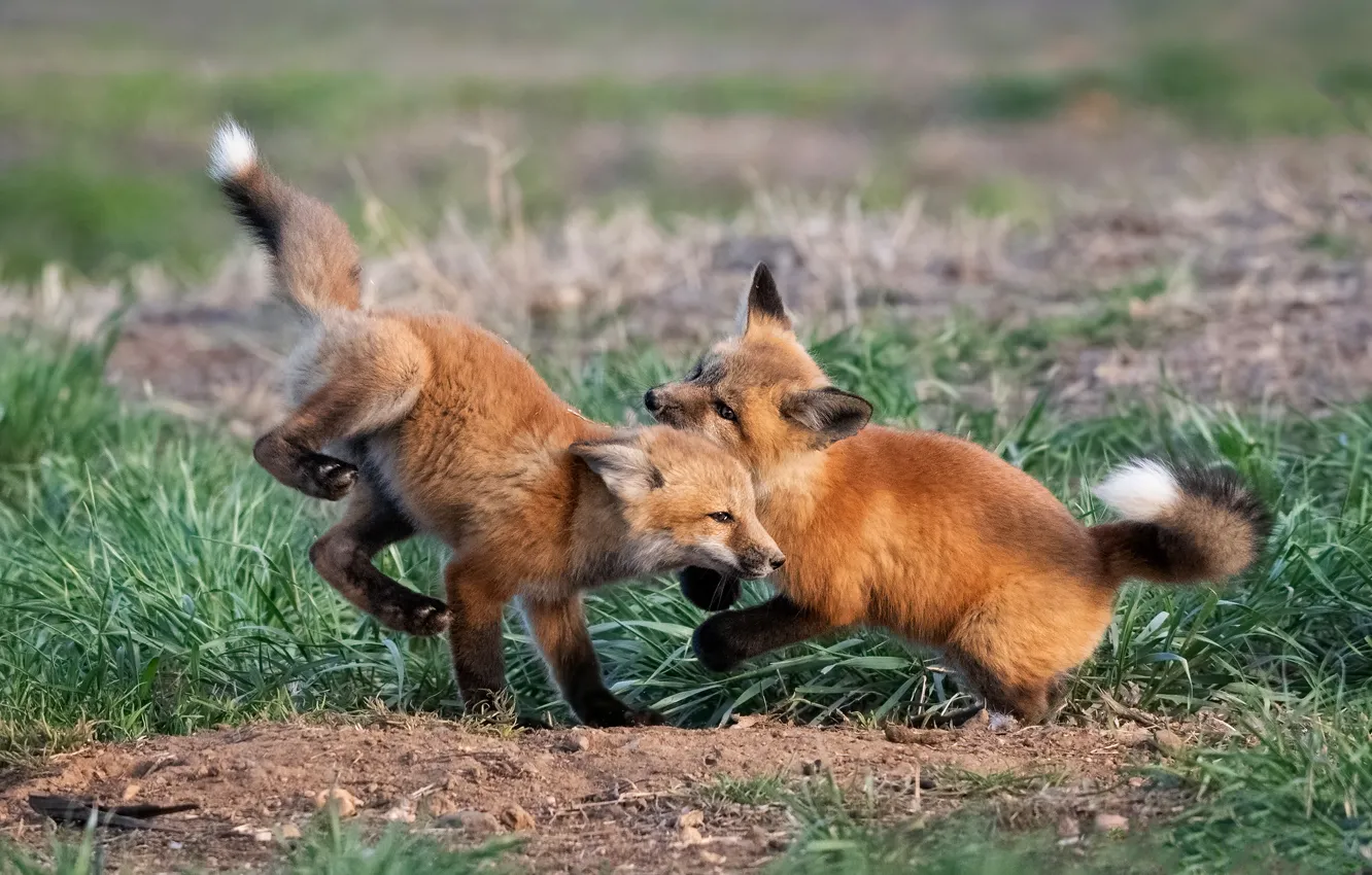 Photo wallpaper grass, pose, glade, the game, Fox, Fox, Fox, two Fox