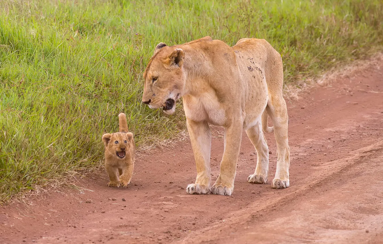 Photo wallpaper lioness, lion, Mother &ampamp; Child