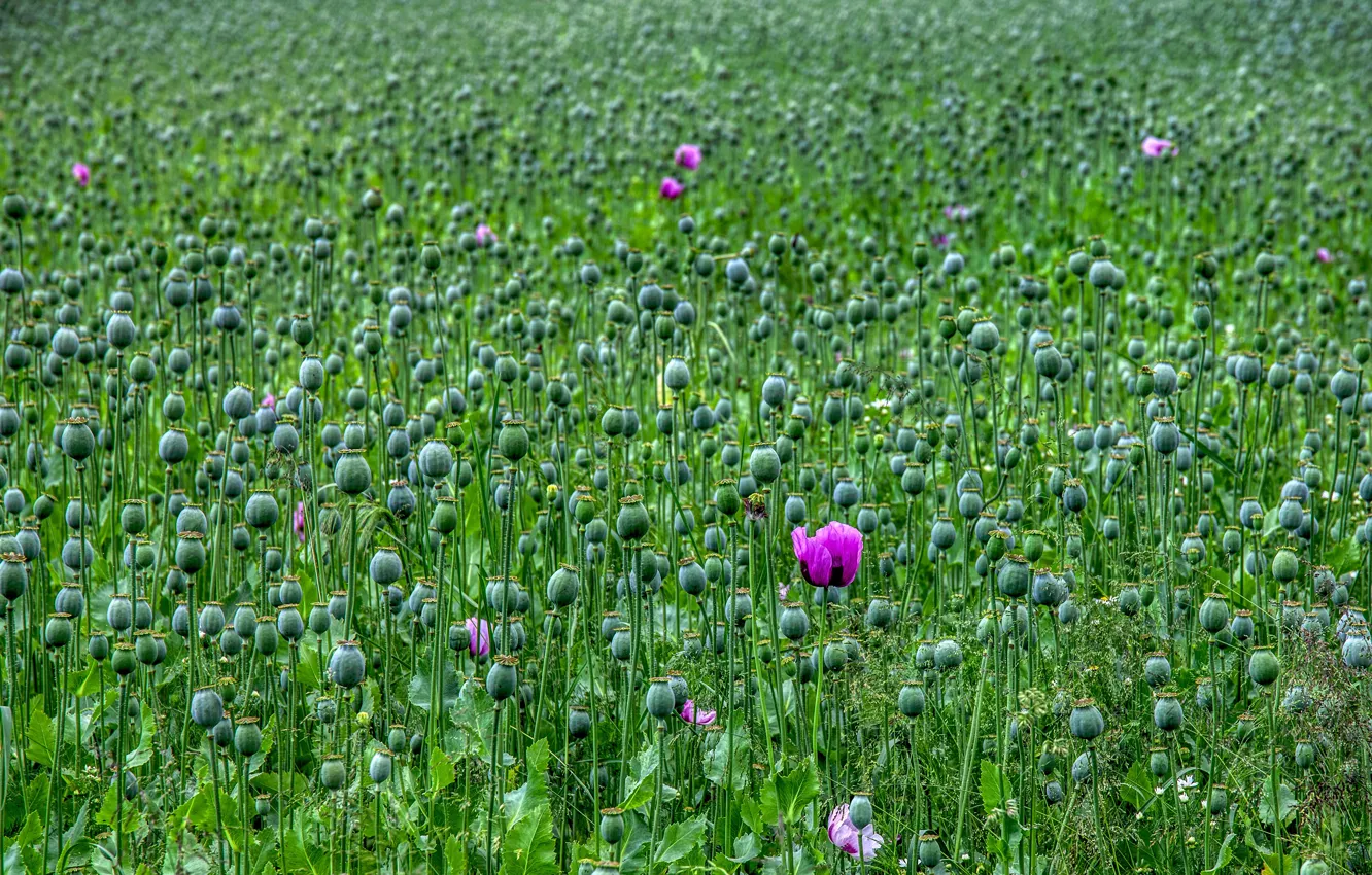 Photo wallpaper summer, nature, Maki