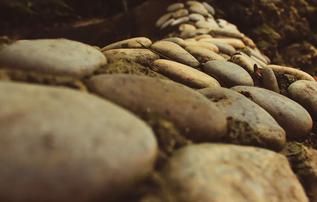 Photo wallpaper greens, grass, macro, nature, stones, sprig, earth