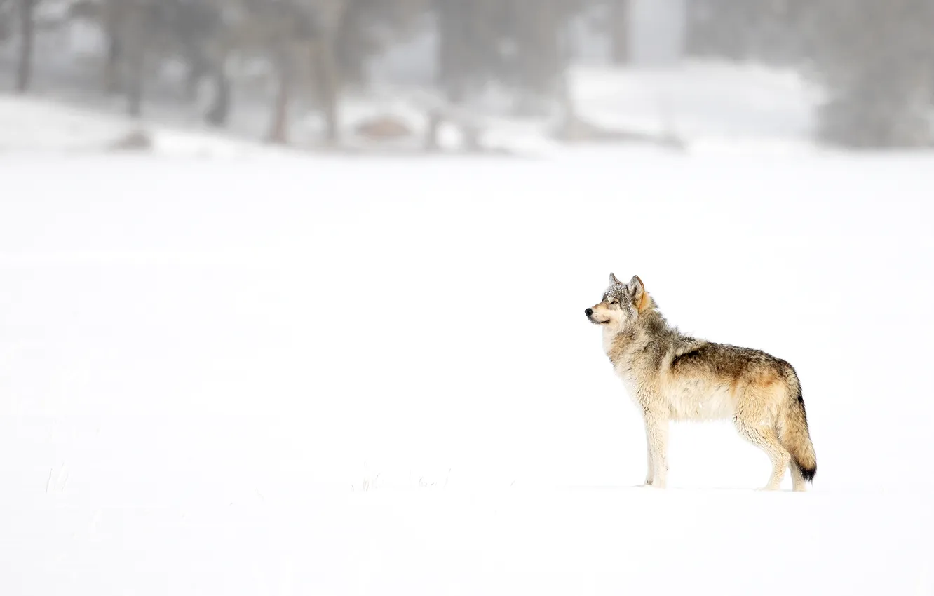 Photo wallpaper fantasy, nature, art, snow, predator, face, animal, wolf
