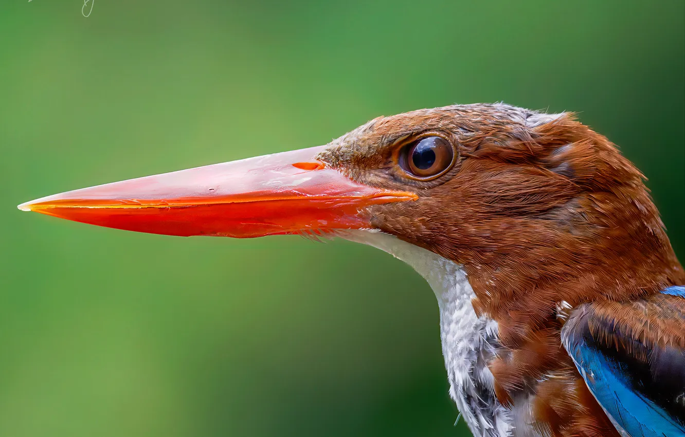 Photo wallpaper macro, bird, Kingfisher, kingfisher, Ngo Hoang Nguyen, Leo Ngo, Ngo Hoang Nguyen - Leo Ngo