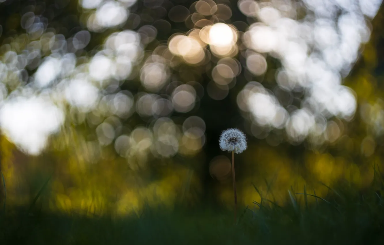 Photo wallpaper grass, nature, dandelion, one, blur, bokeh