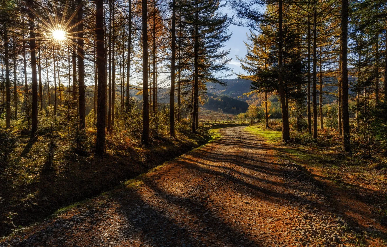 Photo wallpaper road, autumn, forest, light, shadows