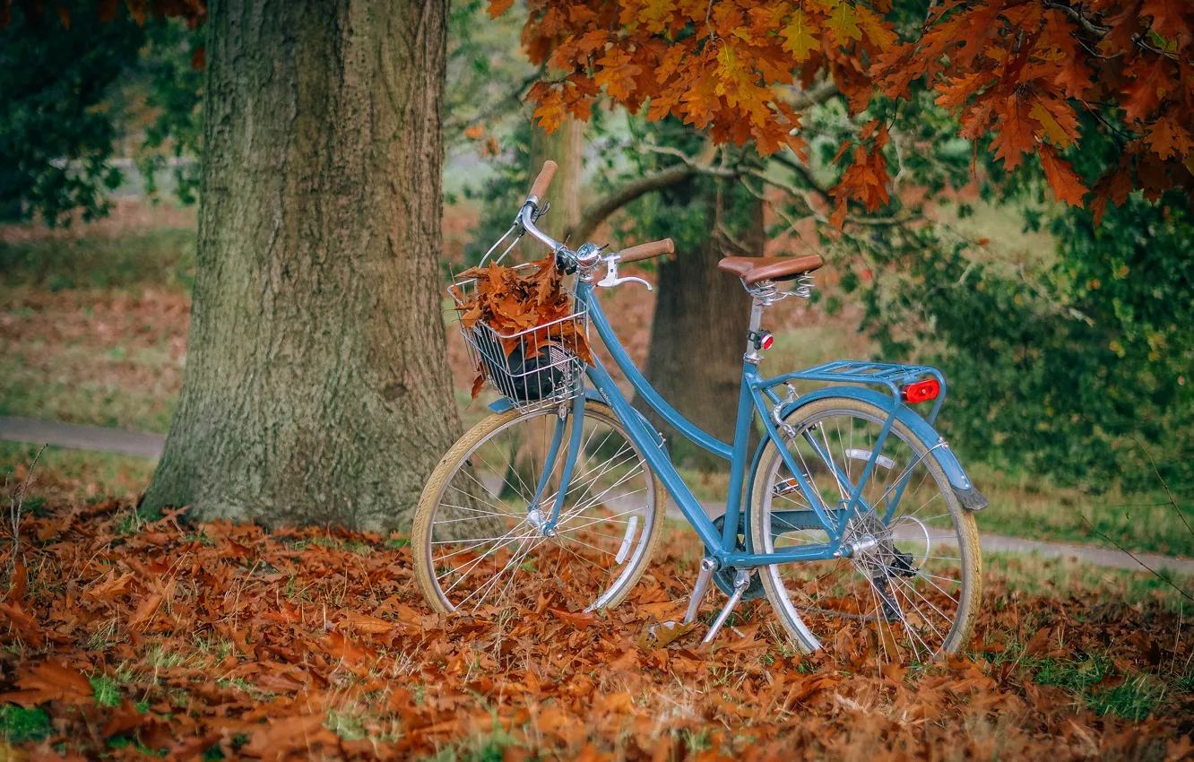 Photo wallpaper autumn, leaves, blue, nature, bike, Park, tree, branch