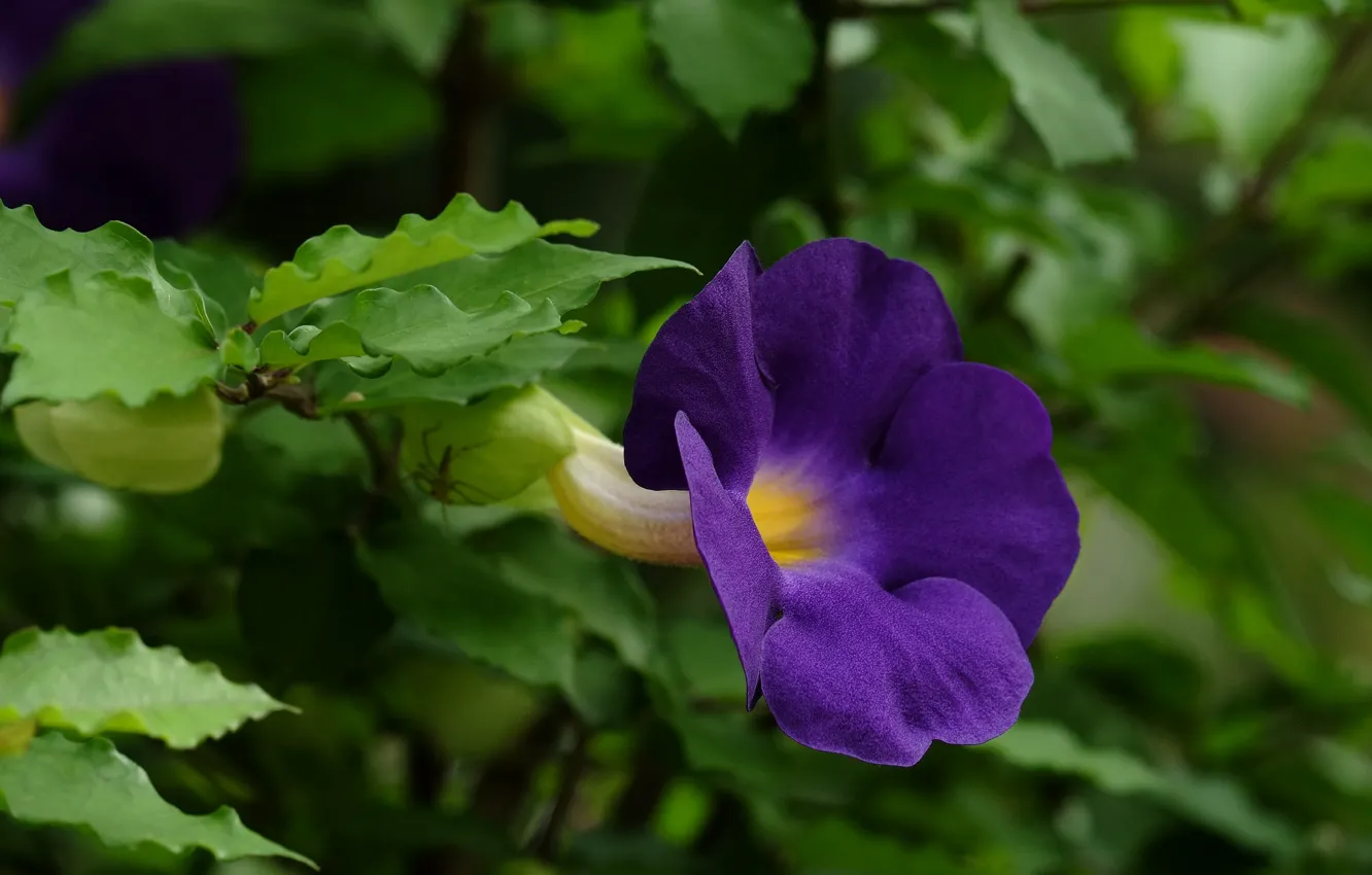 Photo wallpaper leaves, flowers, flowering, Petunia