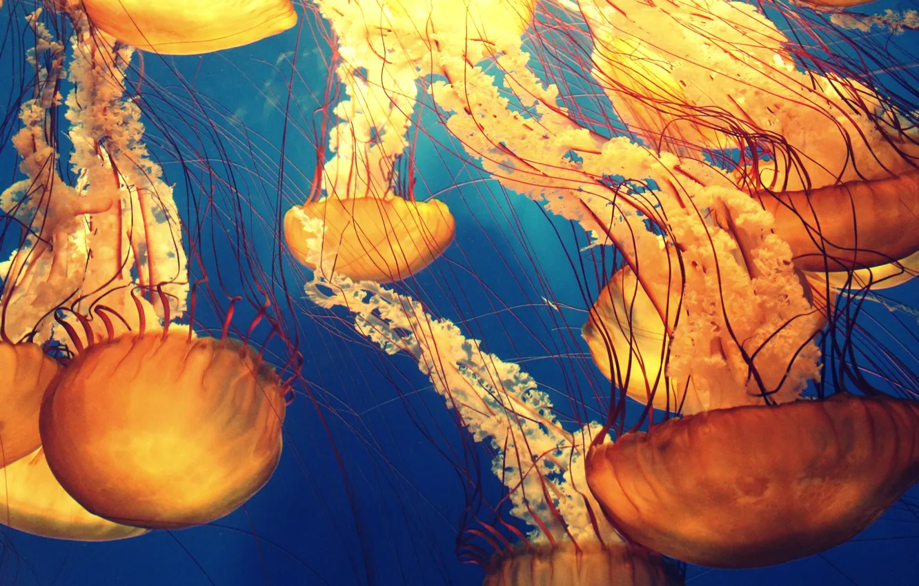 Photo wallpaper beauty, jellyfish, under water, at depth, Medusozoa