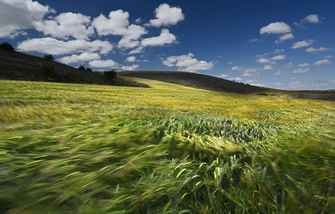 Photo wallpaper field, the sky, clouds, blue, the wind, hills, blur, ears