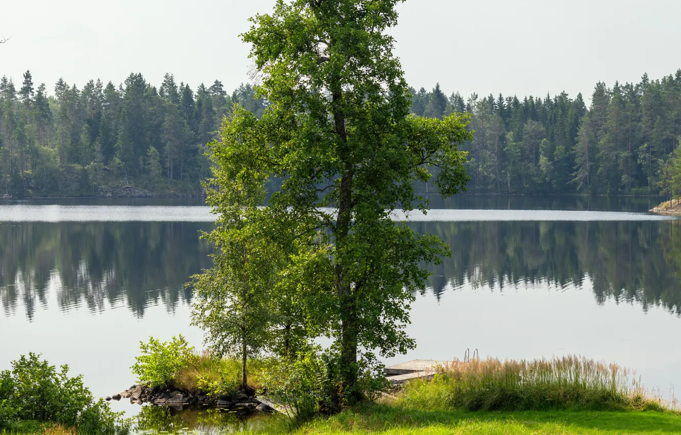 Photo wallpaper forest, summer, river