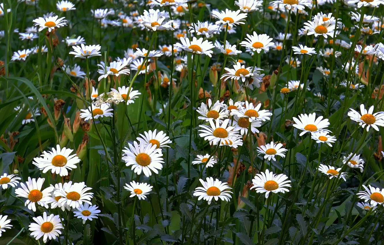 Photo wallpaper summer, chamomile, super, nature