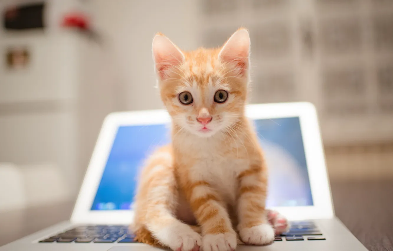 Photo wallpaper blur, laptop, ginger kitten