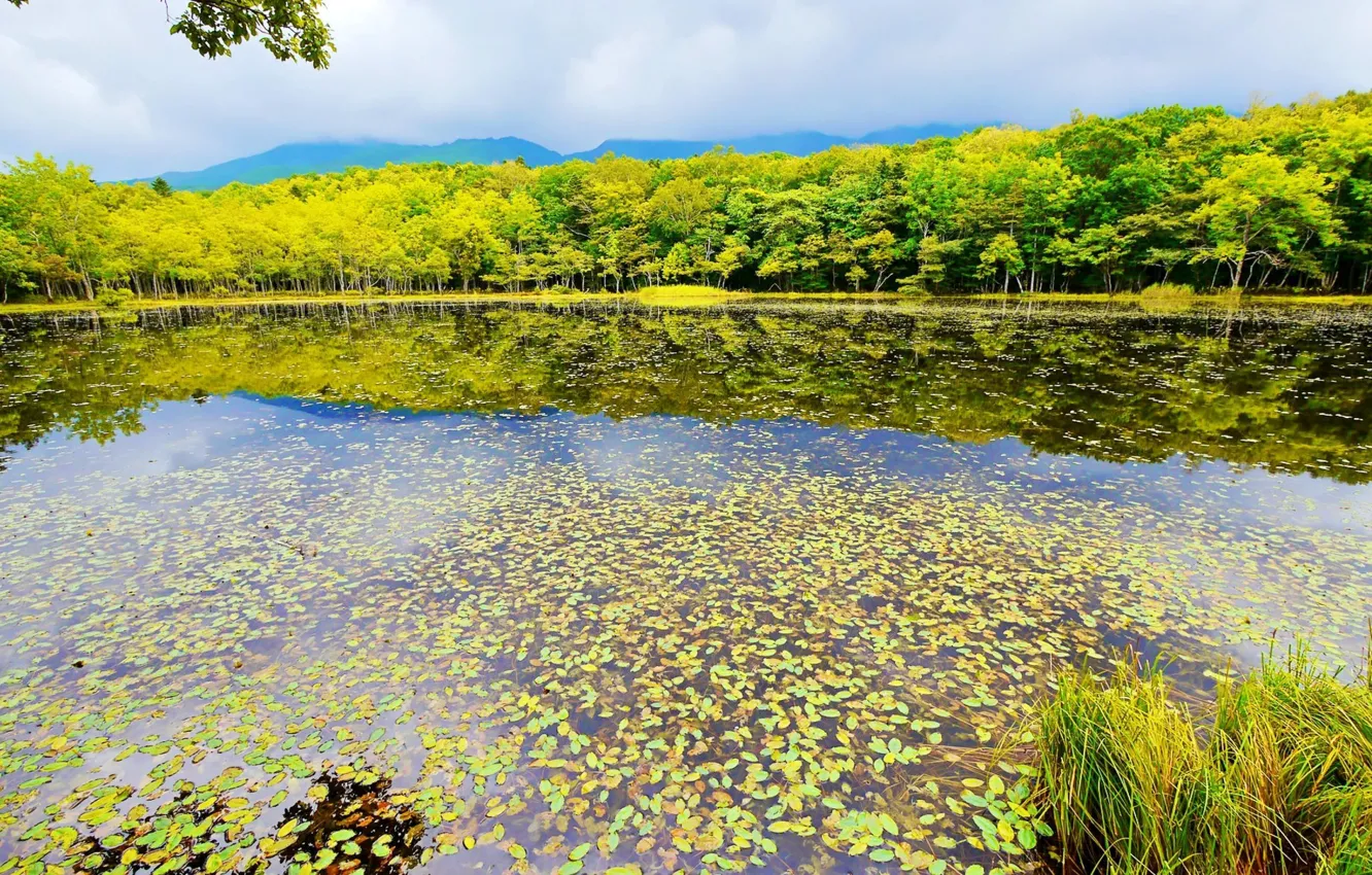 Photo wallpaper leaves, trees, pond, reflection, Japan, Japan, Shiretoko National Park