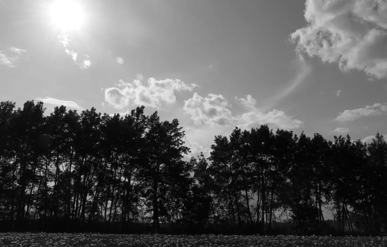 Photo wallpaper sky, nature, beautiful, clouds, sun, black and white