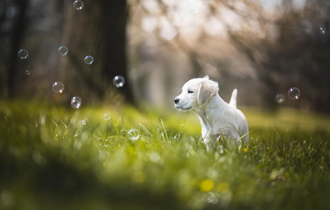 Photo wallpaper white, grass, look, nature, pose, glade, dog, bubbles