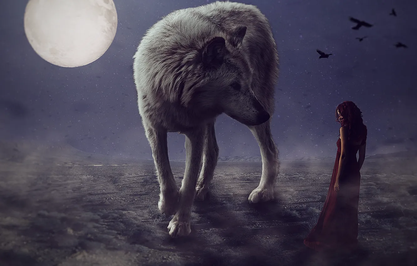 Photo wallpaper nature, wolves, mammal, woman beside a gray wolf during nighttime