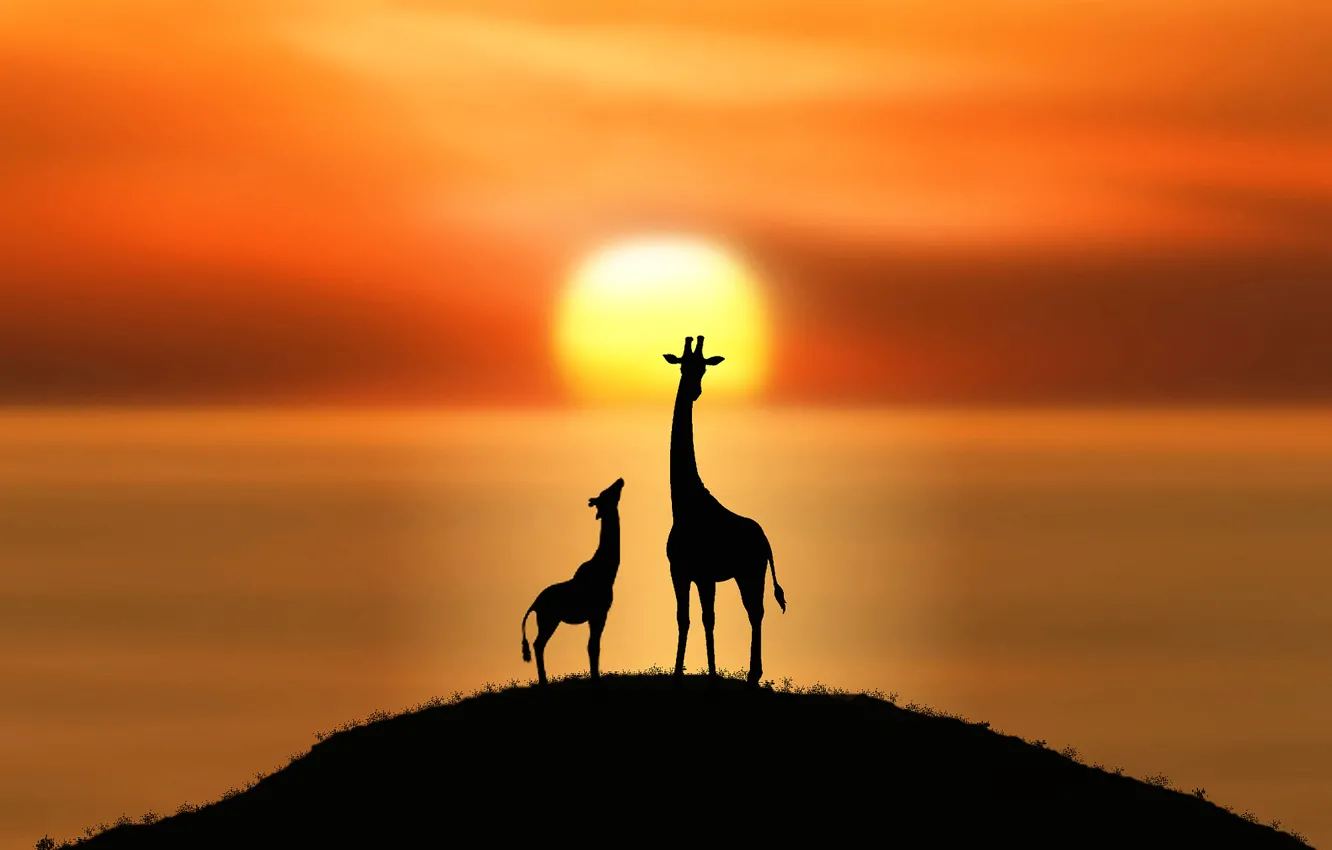 Photo wallpaper the sun, giraffes, silhouettes