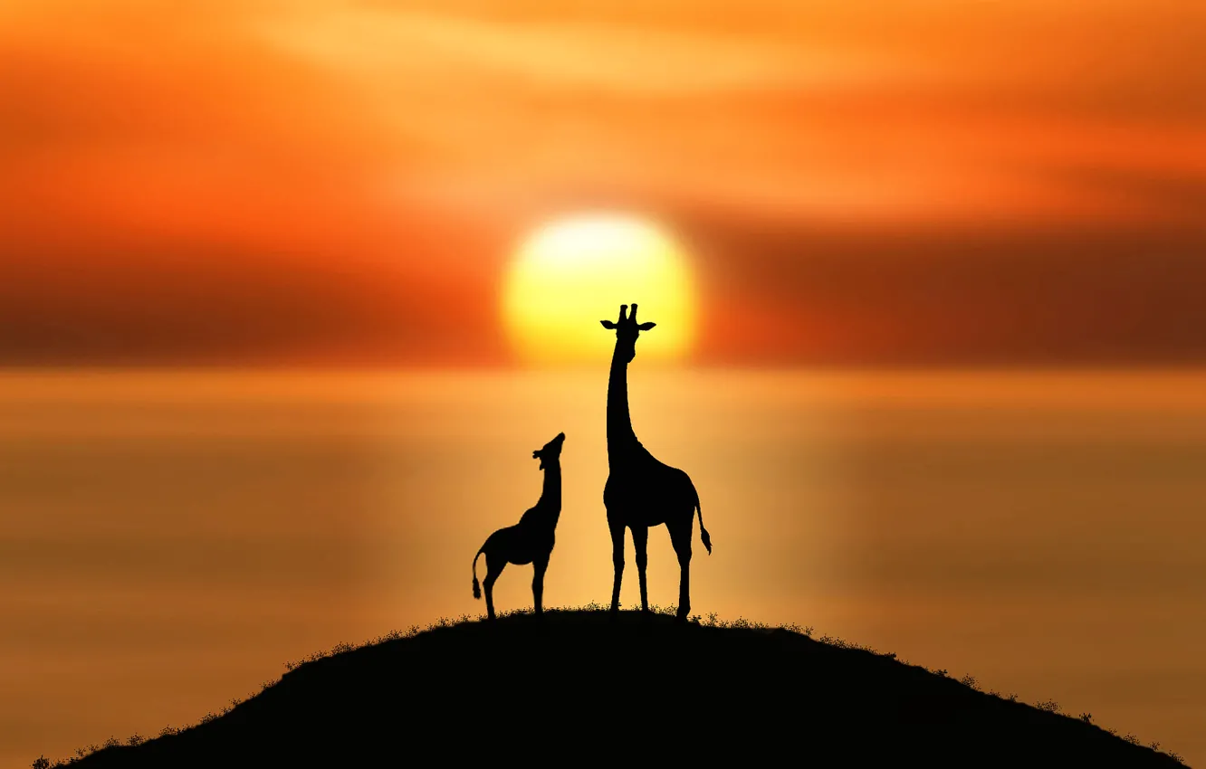 Photo wallpaper the sun, silhouette, giraffe