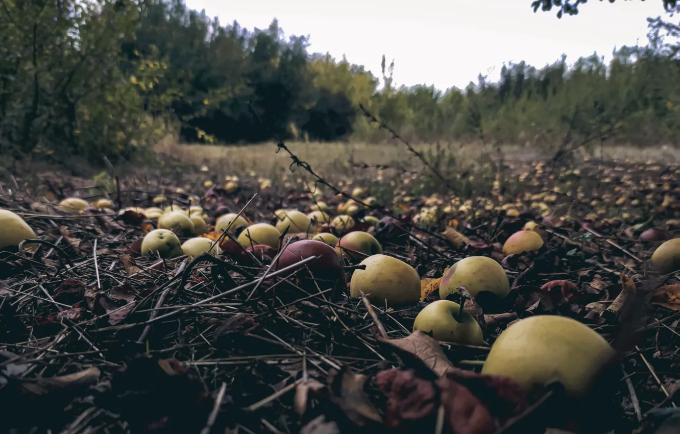 Photo wallpaper field, autumn, apples