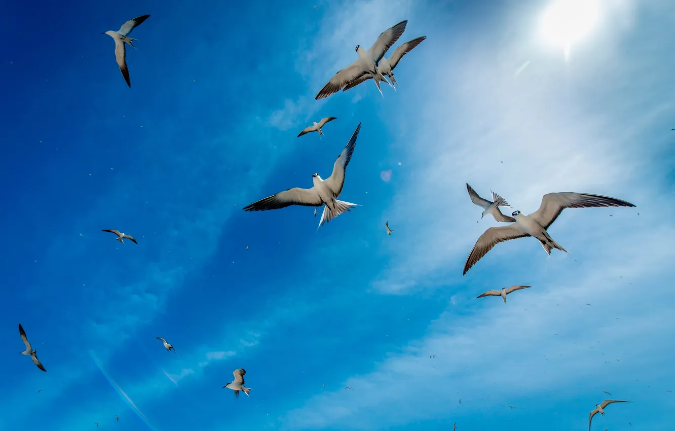 Photo wallpaper the sky, seagulls, flight