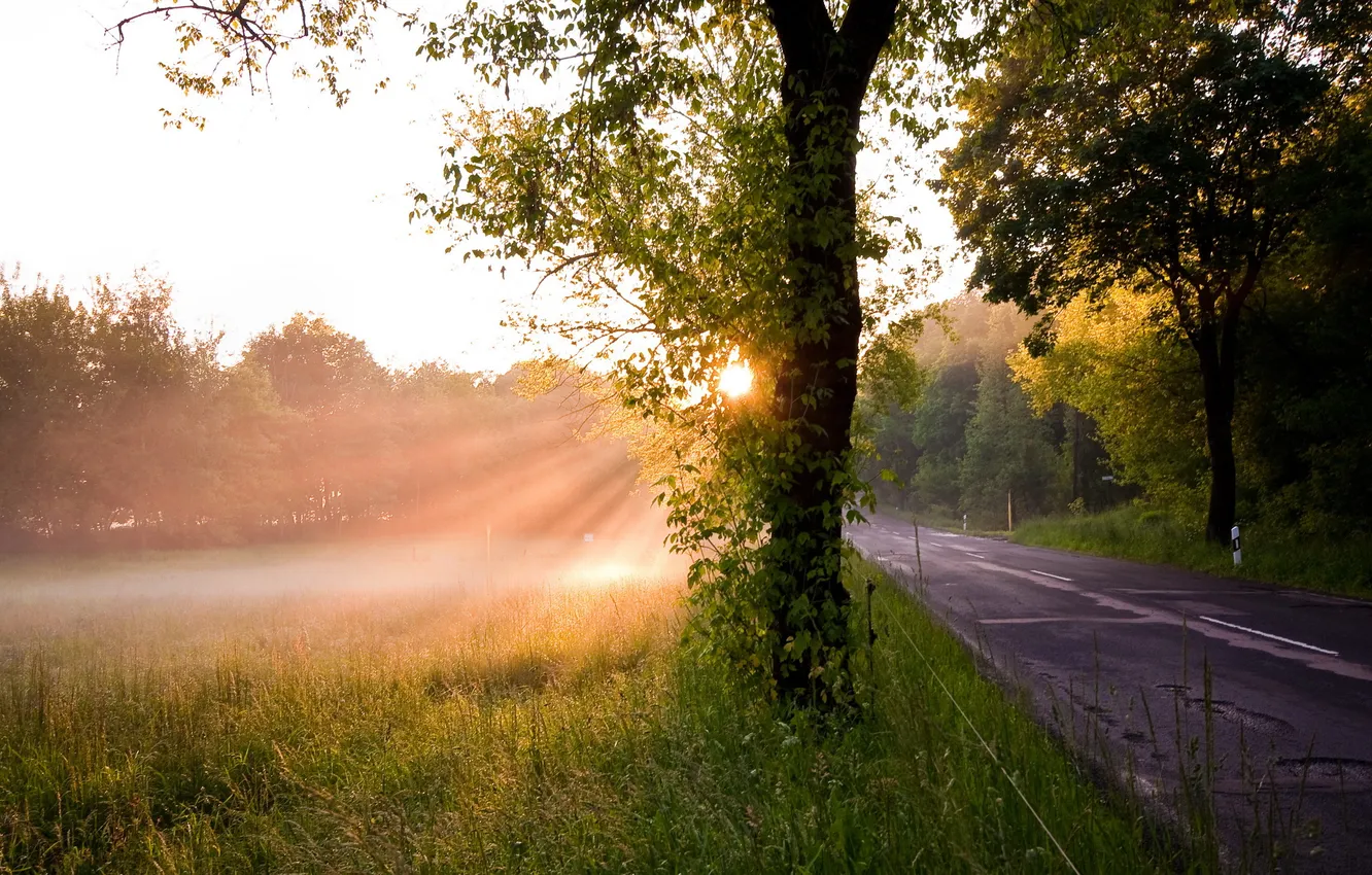 Photo wallpaper road, light, tree