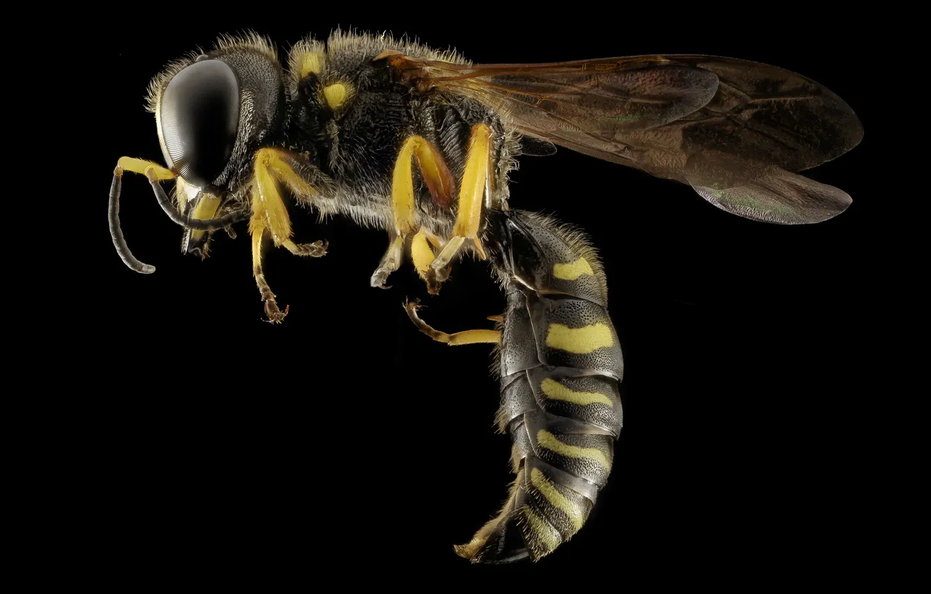 Photo wallpaper eyes, OSA, wings, legs, large, details