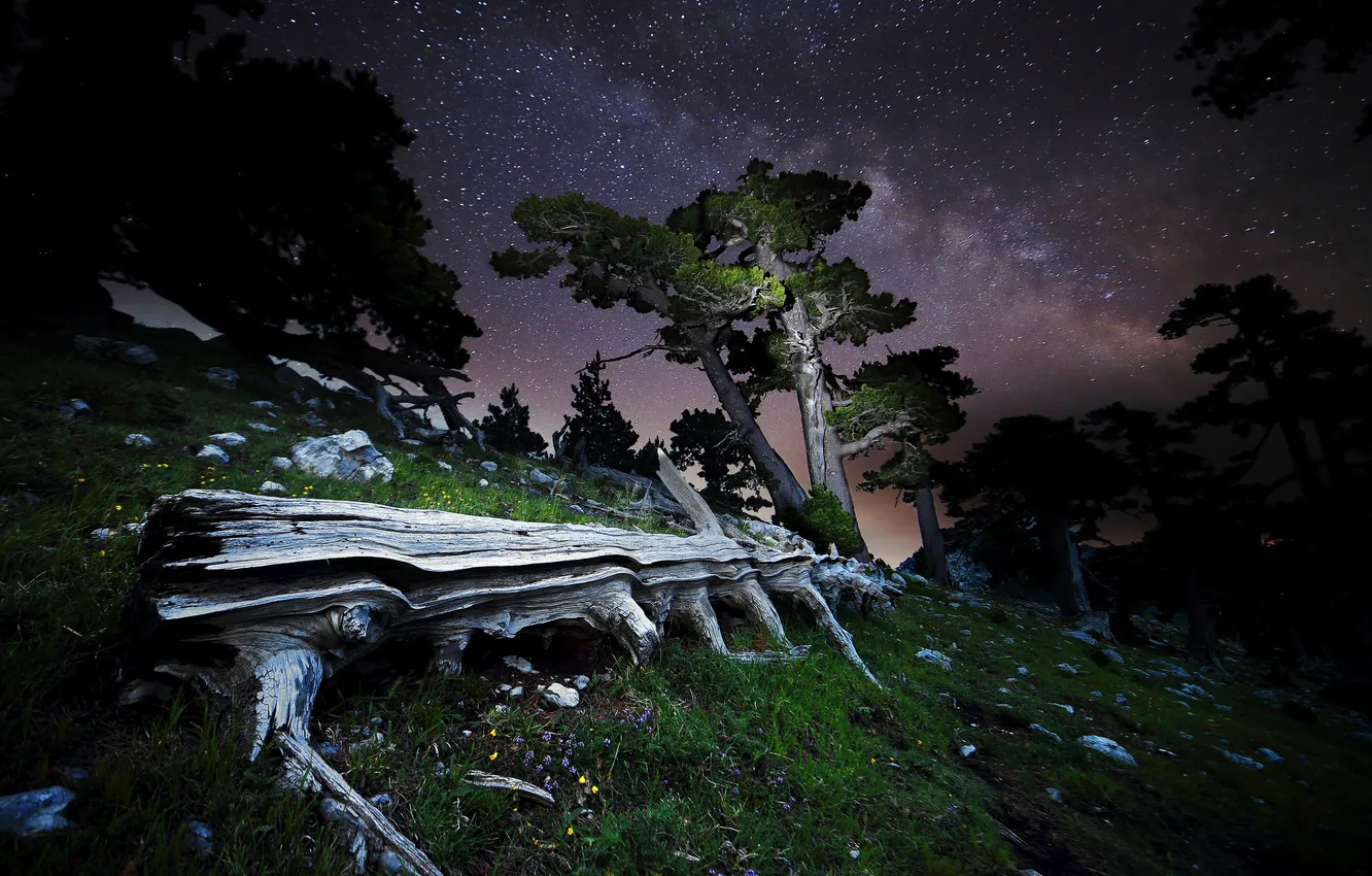 Photo wallpaper stars, trees, night, stones, log, the milky way, Italy, Pollino National Park