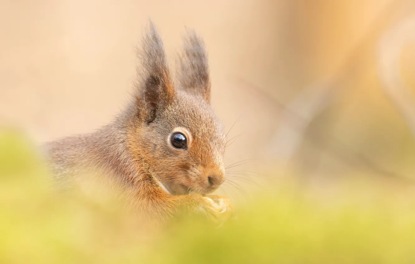 Photo wallpaper look, legs, protein, ears, ginger