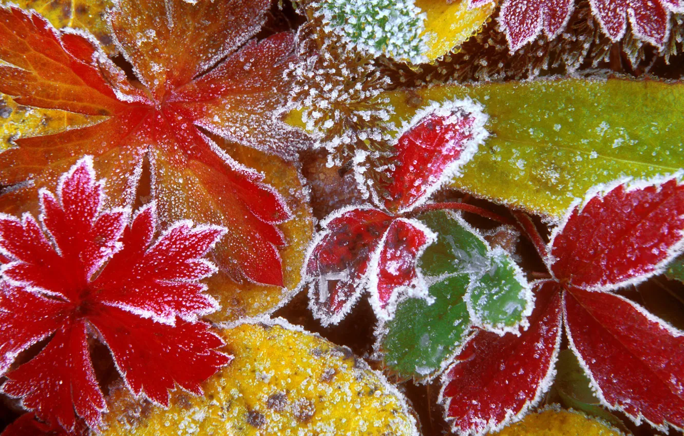Photo wallpaper frost, leaves, macro, yellow, red, green, photo, color