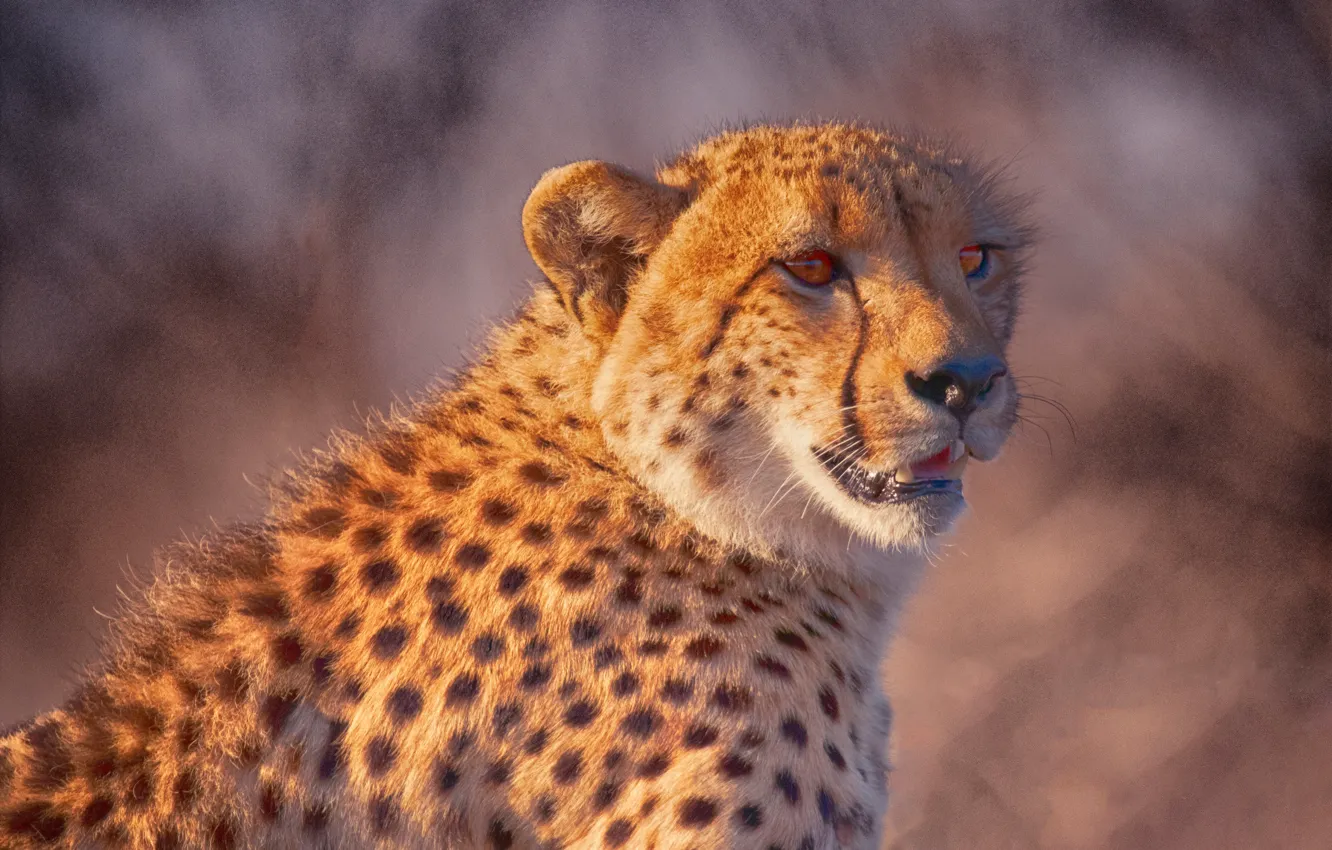 Photo wallpaper look, face, background, portrait, wild cat, Cheetah