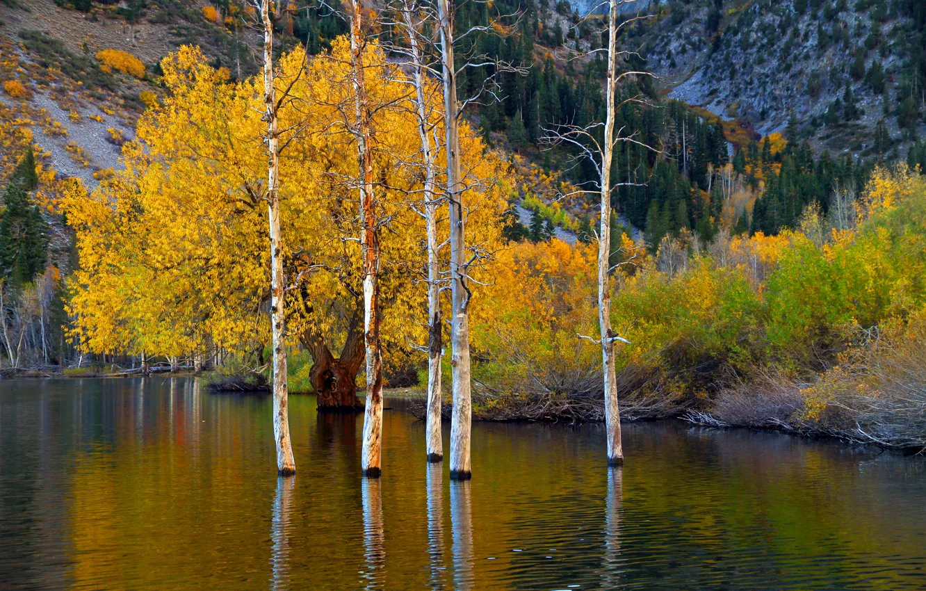 Photo wallpaper autumn, trees, mountains, lake, CA, USA