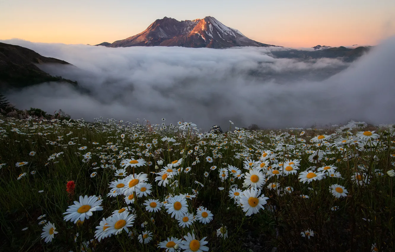 Photo wallpaper summer, flowers, mountains, fog, tops, chamomile, meadow, chamomile field