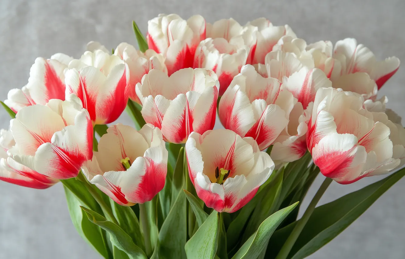 Photo wallpaper leaves, flowers, holiday, bouquet, spring, tulips, white, grey background
