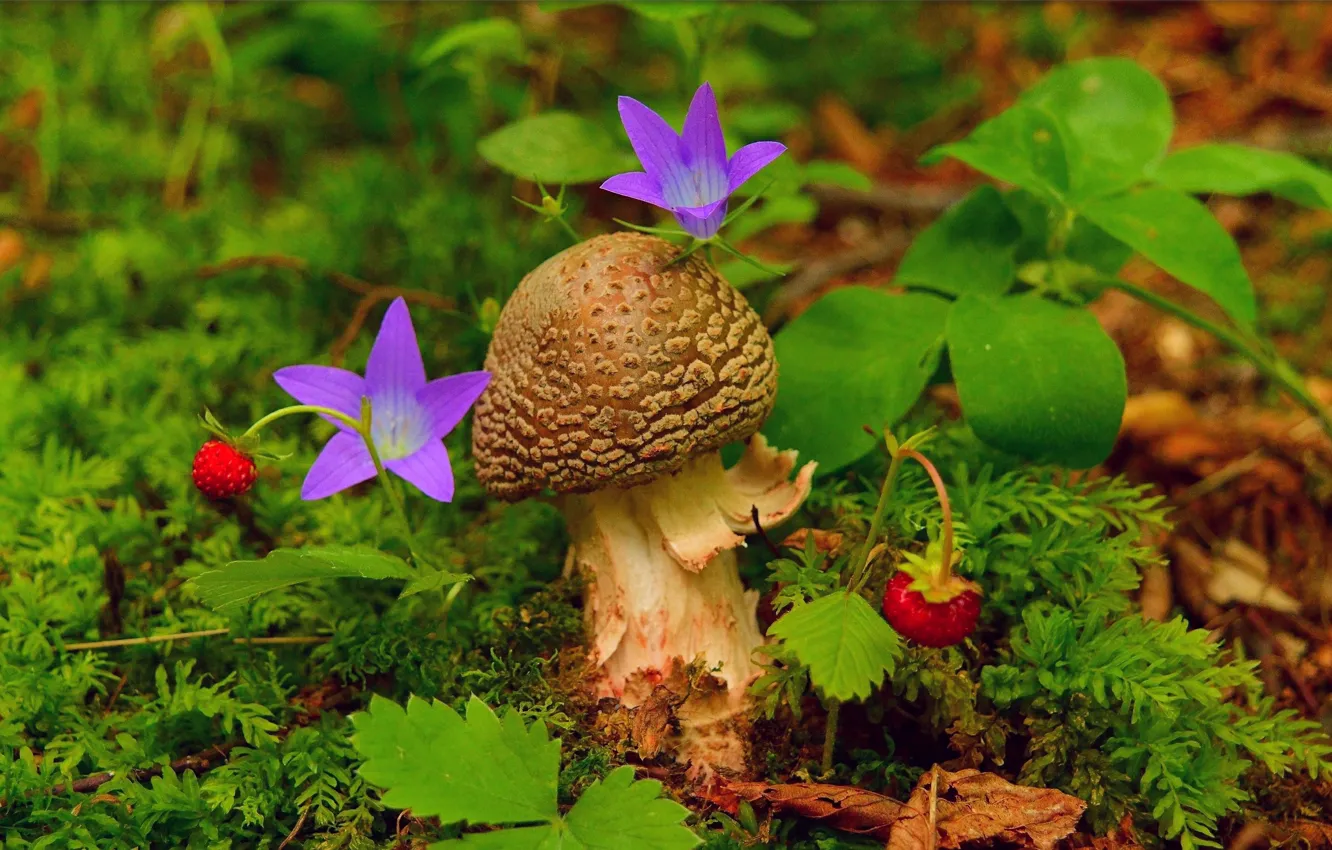 Photo wallpaper mushrooms, strawberry, strawberry, mushroom, Purple flowers, Purple flowers