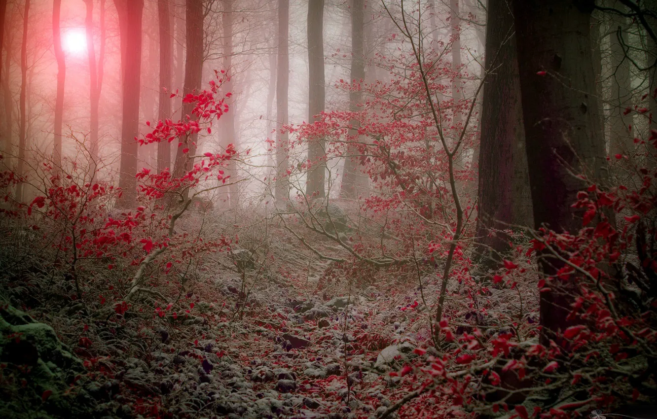 Photo wallpaper forest, nature, fog