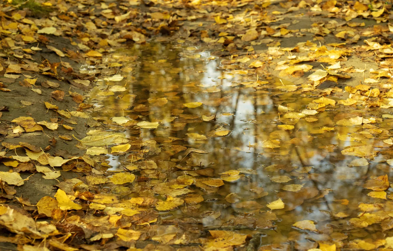 Photo wallpaper leaves, Autumn, puddle