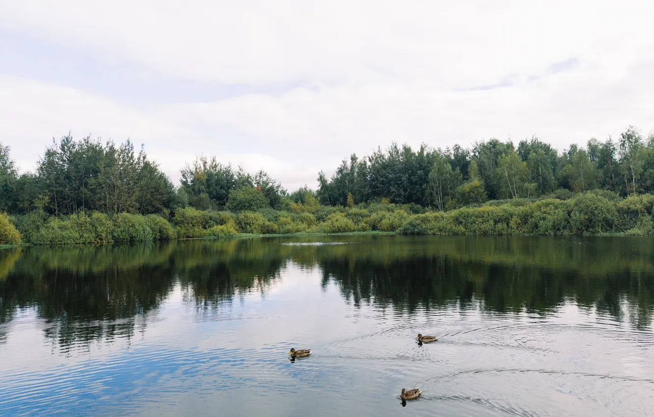 Photo wallpaper autumn, the sky, clouds, trees, lake, animal, bird, duck