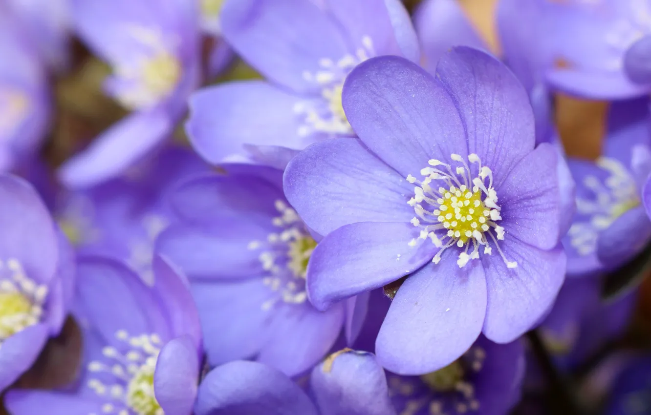 Photo wallpaper macro, spring, petals, The coppice, Pechenocna