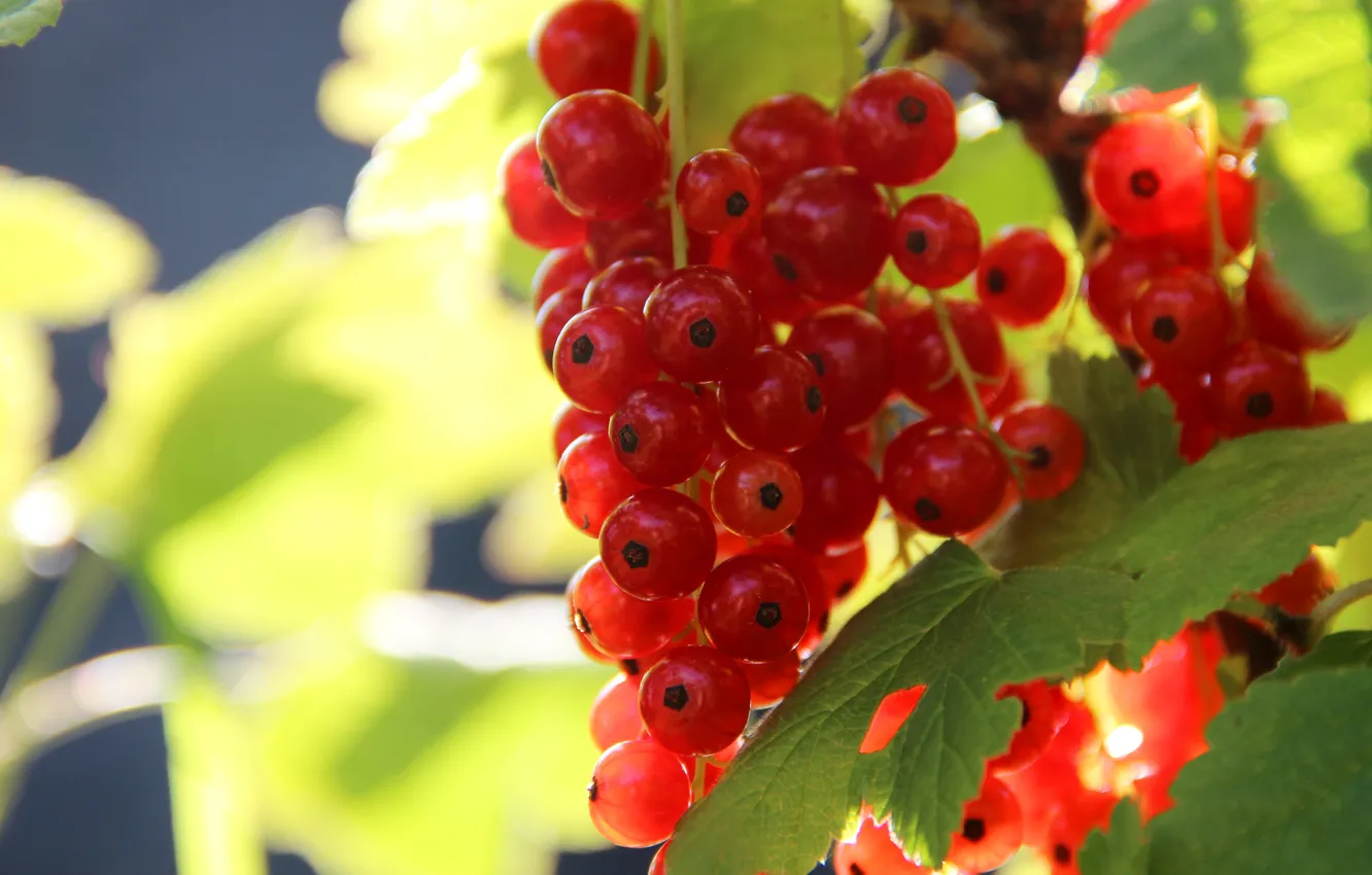 Photo wallpaper leaves, macro, light, red, nature, berries, bunch, the bushes
