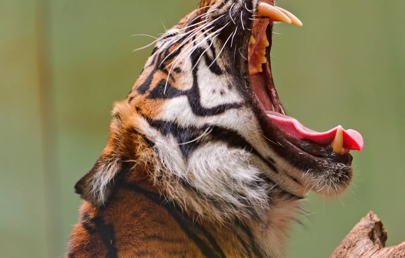 Photo wallpaper Tiger II, mouth, Open, .tiger roaring during daytime, Yawning