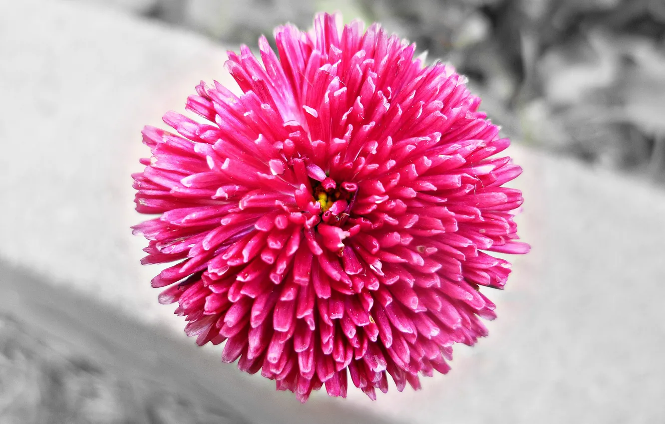 Photo wallpaper flowers, loneliness, garden, pink, Belarus, black and white, The variegation