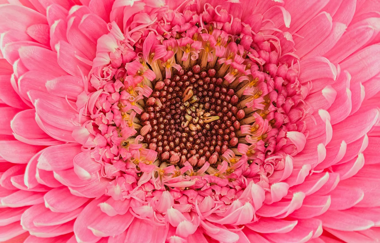 Photo wallpaper flower, pink, gerbera