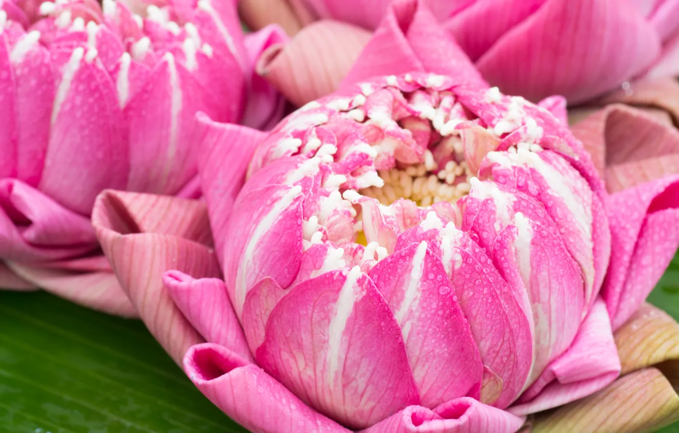 Photo wallpaper macro, flowers, petals, Lotus