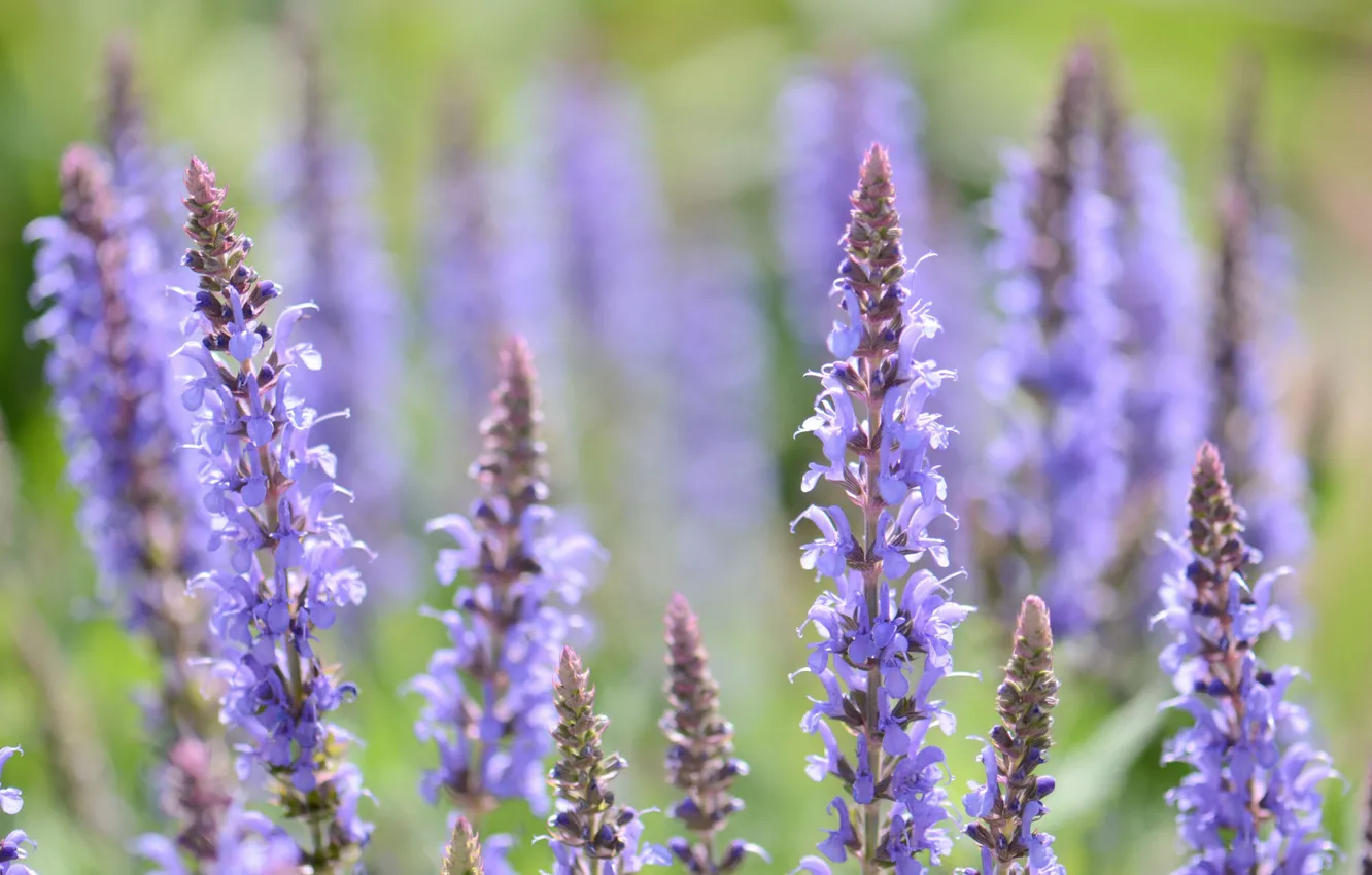 Photo wallpaper flowers, tenderness, lavender