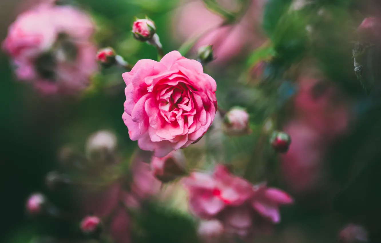 Photo wallpaper flowers, roses, blur, pink, bokeh, rosette