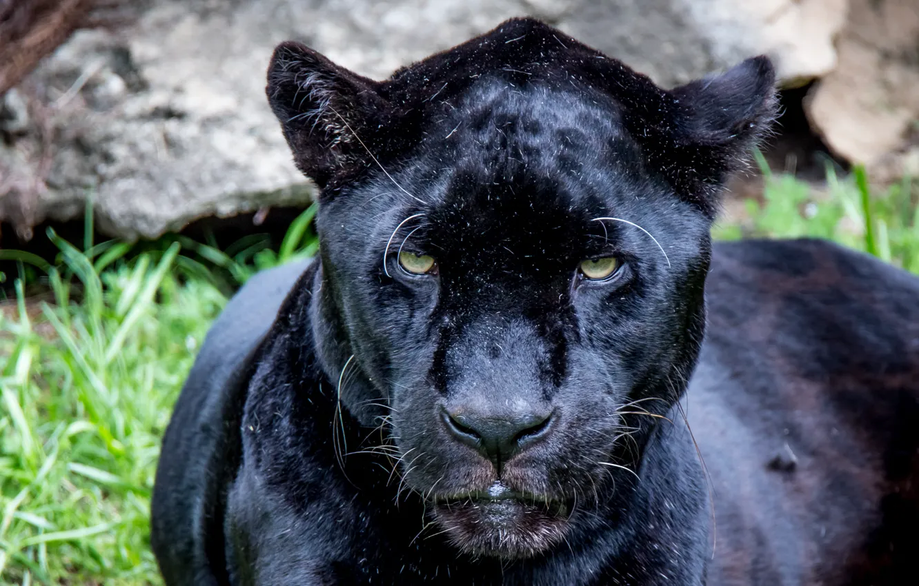 Photo wallpaper eyes, look, predator, Jaguar