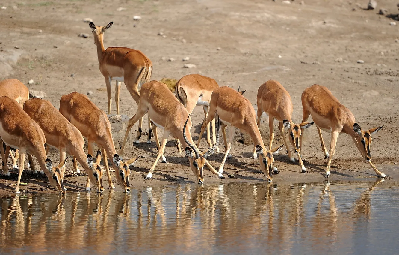 Photo wallpaper nature, Namibia, antelope