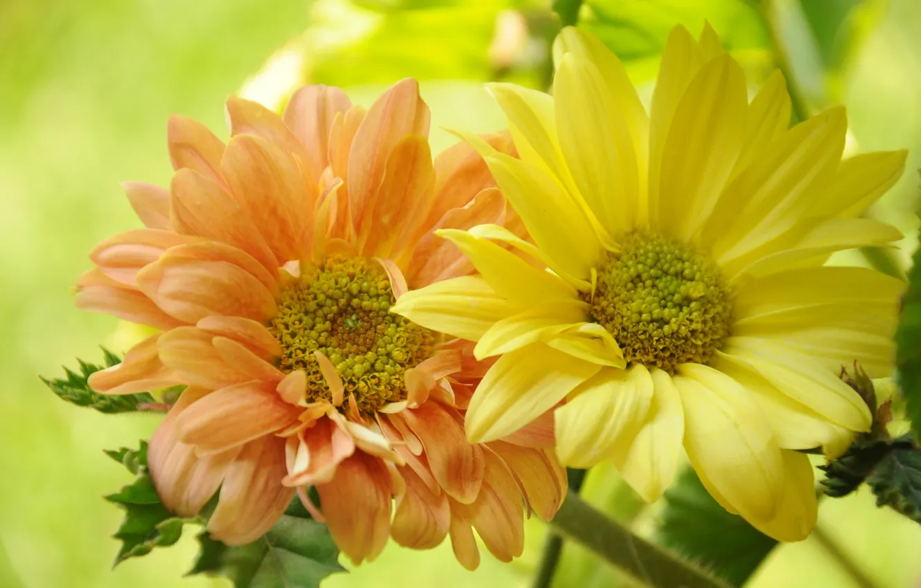 Photo wallpaper flowers, photo, closeup, Daisy