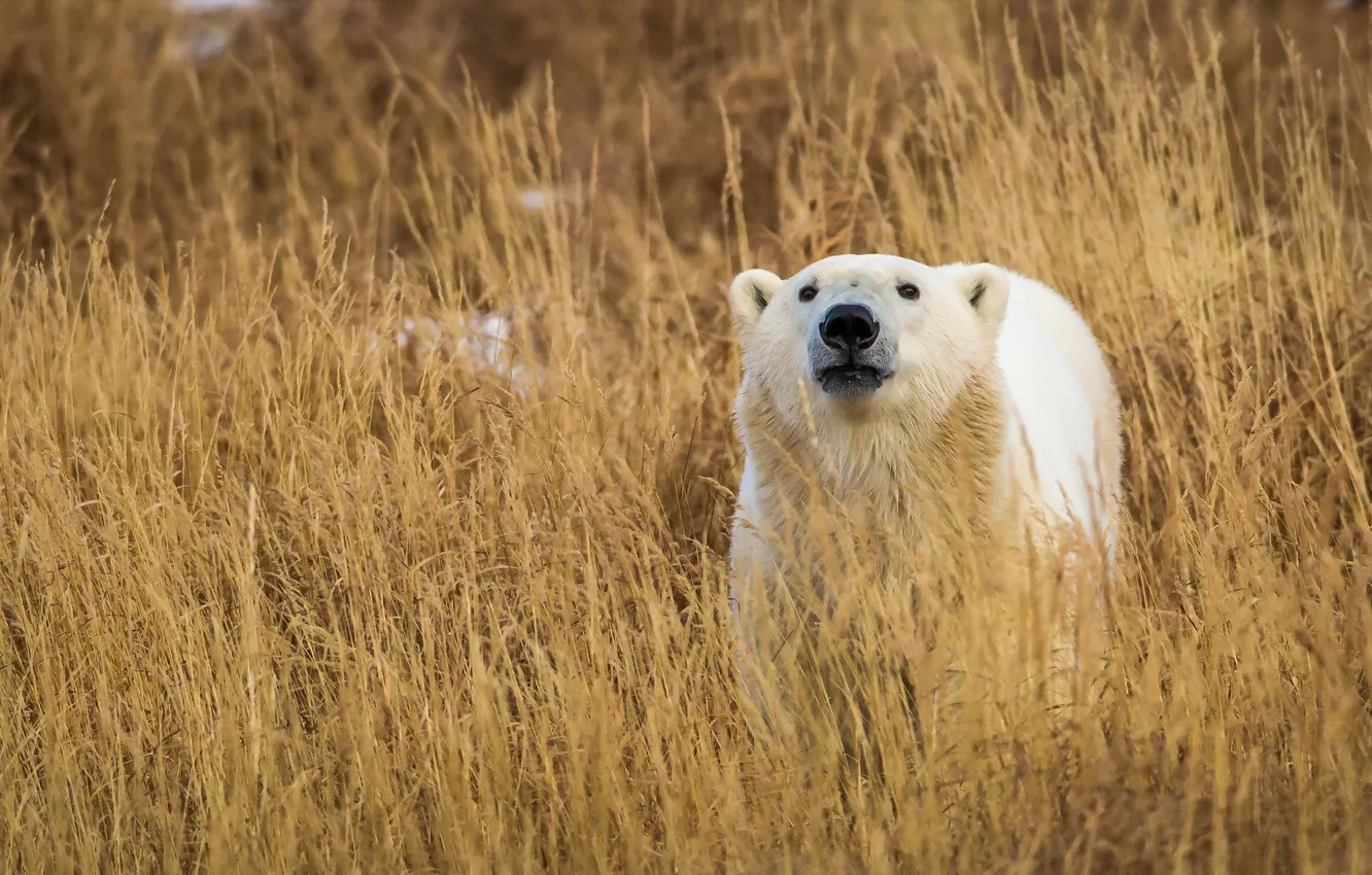 Photo wallpaper Grass, nature, Polar Bears